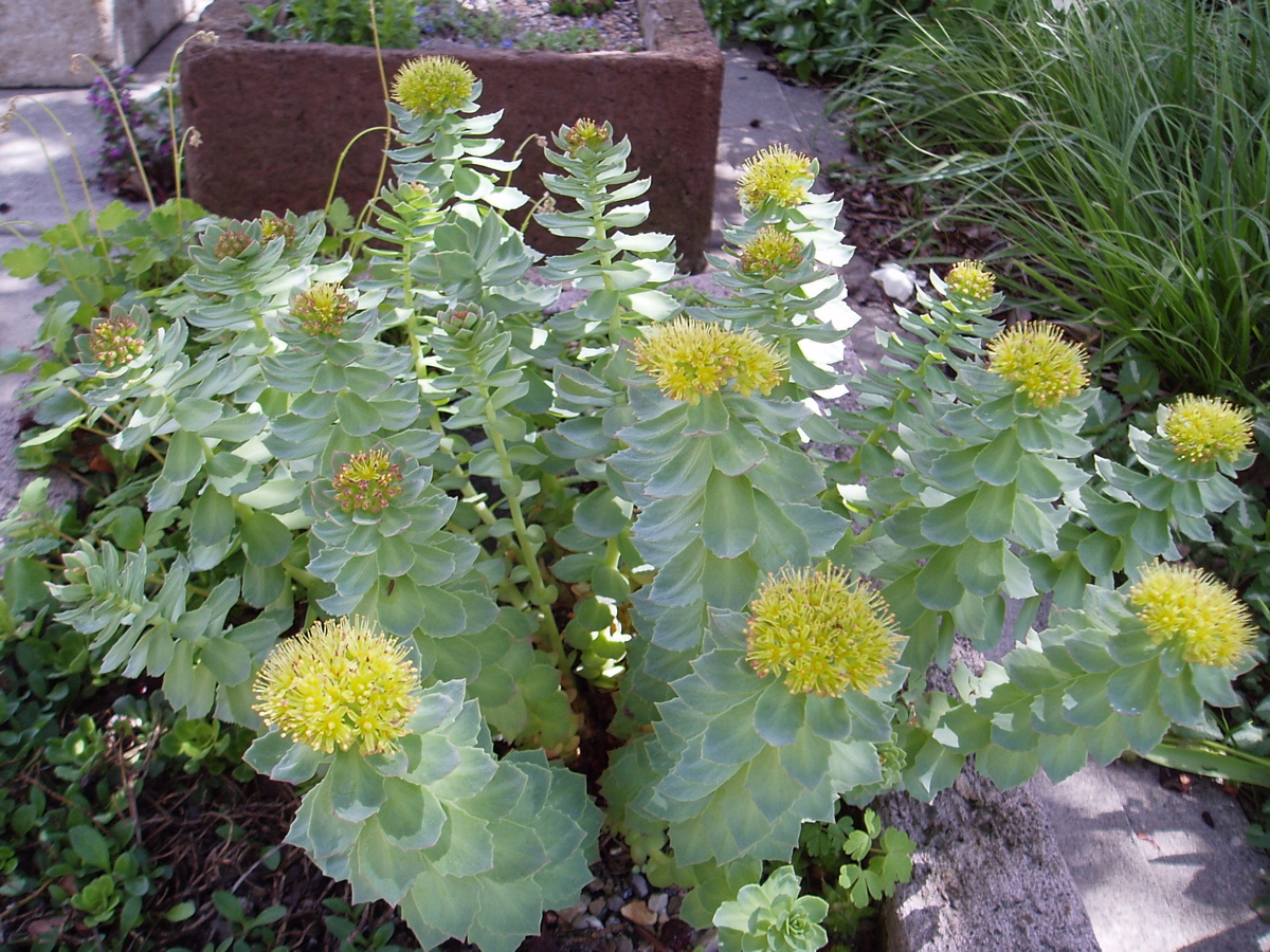 Rhodiola rosea North American Rock Garden Society